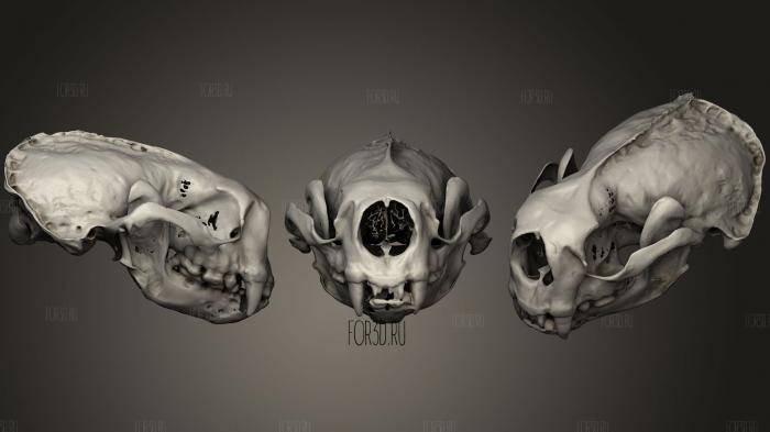 Animal Skulls 026